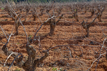 Paisaje rural de viñedos durante el invierno en la Comarca del Penedés, Barcelona
