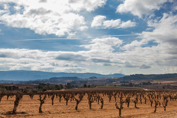 Paisaje rural de viñedos durante el invierno en la Comarca del Penedés, Barcelona