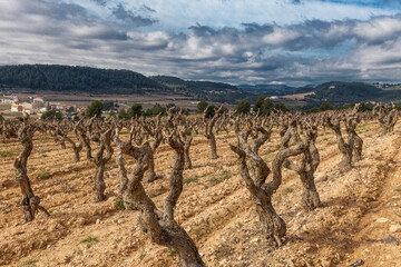 Paisaje rural de viñedos durante el invierno en la Comarca del Penedés, Barcelona