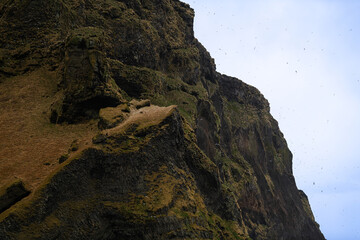 Immense number of birds nesting on a steep cliff at Reynisfjara beach near Vik i Myrdal in Iceland