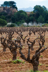 Paisaje rural de viñedos durante el invierno en la Comarca del Penedés, Barcelona