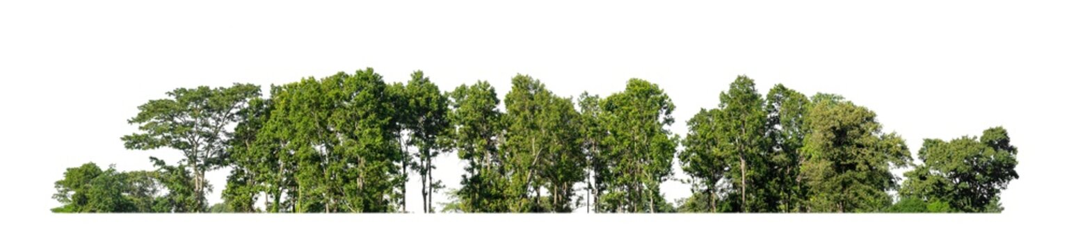 green trees isolated on white background. are forest and foliage in summer for both printing and web pages