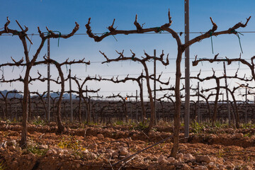 Paisaje rural de viñedos durante el invierno en la Comarca del Penedés, Barcelona