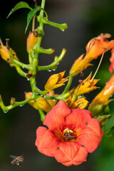 Honey bee collecting pollen from orange flower with water drop over sunlight of spring season.