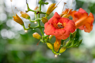 Honey bee collecting pollen from orange flower with water drop over sunlight of spring season.