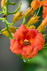 Honey bee collecting pollen from orange flower with water drop over sunlight of spring season.