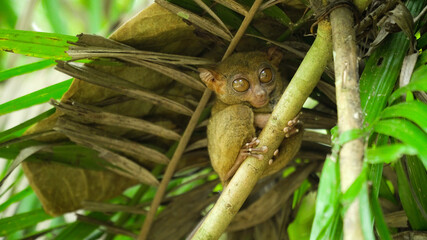Tarsier monkey in natural environment. Bohol, Philippines.
