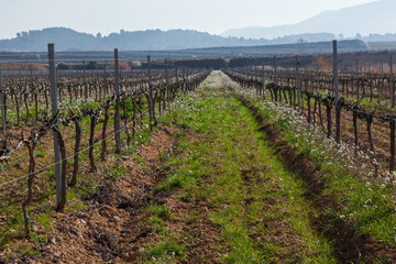 Fototapeta na wymiar Paisaje rural de viñedos durante el invierno en la Comarca del Penedés, Barcelona
