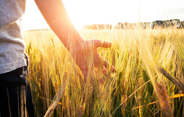 the boy touching the wheat in the field © SkyLine