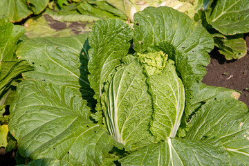 vegetables in the garden, Chinese cabbage