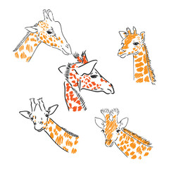 Giraffe - isolated vector with spots giraffe vector