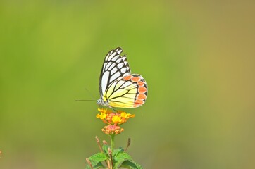 butterfly on a yellow flower