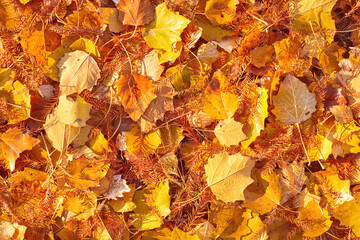 Scattered colorful red, orange and yellow fall leaves background. Colors of gold autumn. Seasonal decoration concept backdrop.