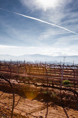 Paisaje rural de viñedos durante el invierno en la Comarca del Penedés, Barcelona