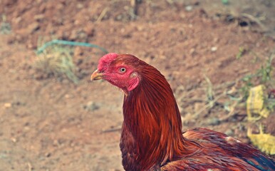 portrait of a rooster