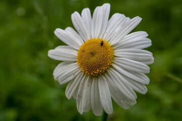 Margeriten bl&uuml;hen am Wegesrand