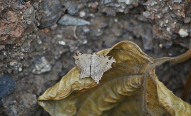 moth on leaf