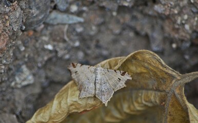moth on leaf