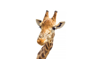 Cute giraffe close-up (head) on a white background. Suitable for cover, banner, postcard.