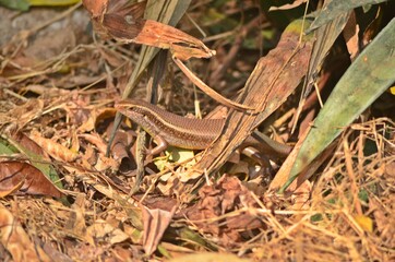 skink