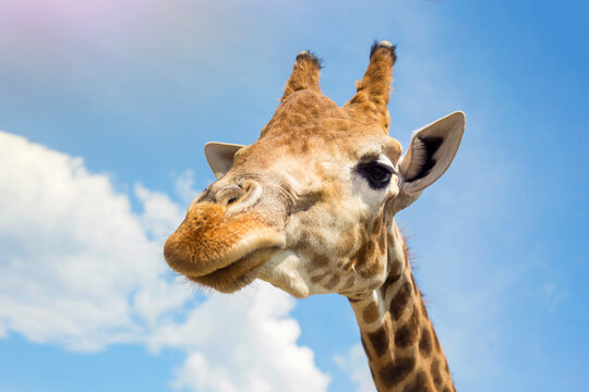 Cute giraffe close-up (head) against the blue sky. Suitable for a postcard, banner, cover.