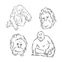 Sketch Doodle Drawing orangutan, excellent vector illustration, EPS 10 © Elala 9161