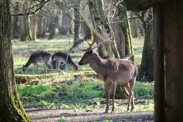 Deers in the forest in Germany