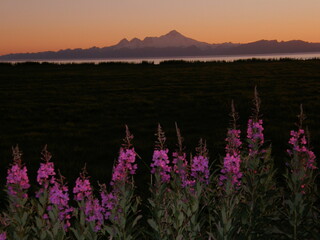 Striking alaskan sunset on the  Kenai peninsula, with volcano mount redoubt in the background and  purple fireweed  wildflowers in the foreground