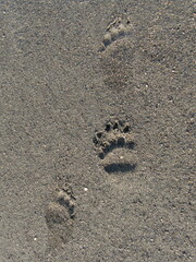 close up of  brown bear footprints in the tidal flats of katmai national park,. alaska