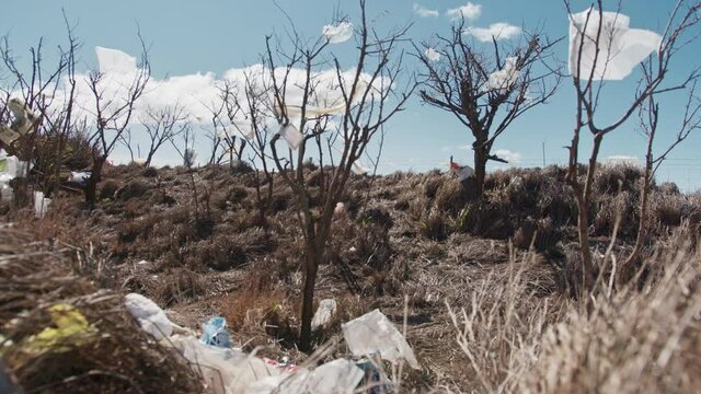 Tropical Hawaii island pollution, 4K landfill plastic bags catch on dead trees
