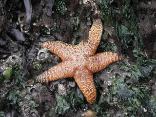 large orange starfish on tidal pool rocks and kelp on ruby  beach,  in olympic national park in...