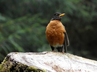 close up of a robin on a log  in  the hoh rain forest, olympic national park,  washington