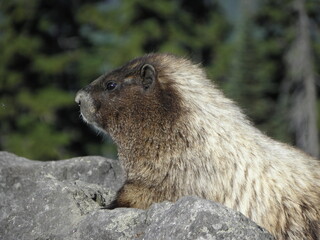 profile shot of a hoary   Marmot resting in the rocks near mount rainer, washington
