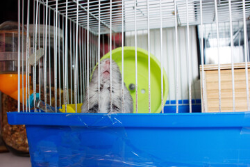 Jungar hamster in a cage.pet hamster care.