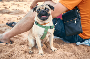 bulldog puppy dog