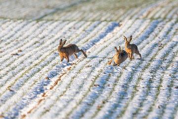 European hares (Lepus europaeus) on a field in winter near Frankfurt, Germany. - obrazy, fototapety, plakaty