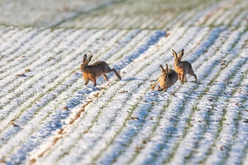 Foto op Aluminium European hares (Lepus europaeus) on a field in winter near Frankfurt, Germany. © DirkR