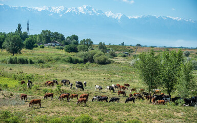 herd of cows in field