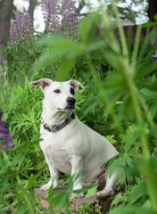 Jack Russell Terrier puppy