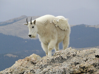female mountain goat standing on a cliff  on mount evans,  in the rocky mountains of colorado
