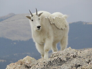 female mountain goat standing on a cliff  on mount evans,  in the rocky mountains of colorado
