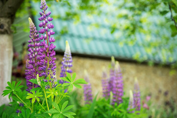 Obraz premium Violet and purple lupine flowers