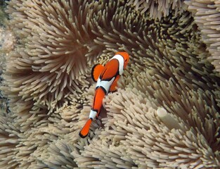 Naklejka premium colorful ocellaris clownfish swimming in sea anemone, as seen while snorkeling on kiriwina island, papua new guinea, in the south pacific