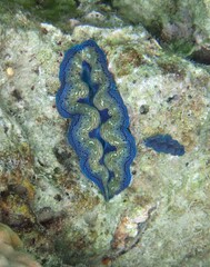 colorful giant clam shells on the coral reef off gideon's landing, near port vila. vanuatu, in the...