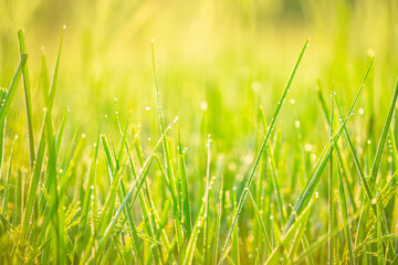 Bokeh of dew drops on a grain of rice in a field in the morning.soft focus.