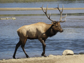 magnificent  bull Elk walking the shore of lake estes   in Estes Park , Colorado