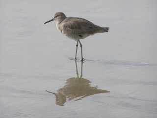  a willet shorebird and his reflection standing  on the beach in venice beach, southern california
