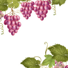 Card template of pink and purple grapes and flowers, hand drawn illustration on white background