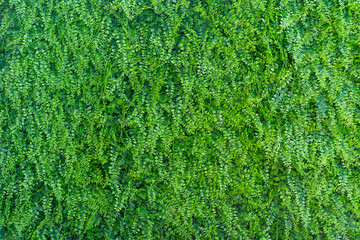 Artificial vertical garden. Plastic green plant wall texture for home and commercial decoration