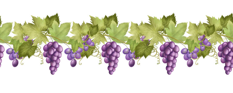 Seamless border of purple grape vines, hand drawn illustration on white background